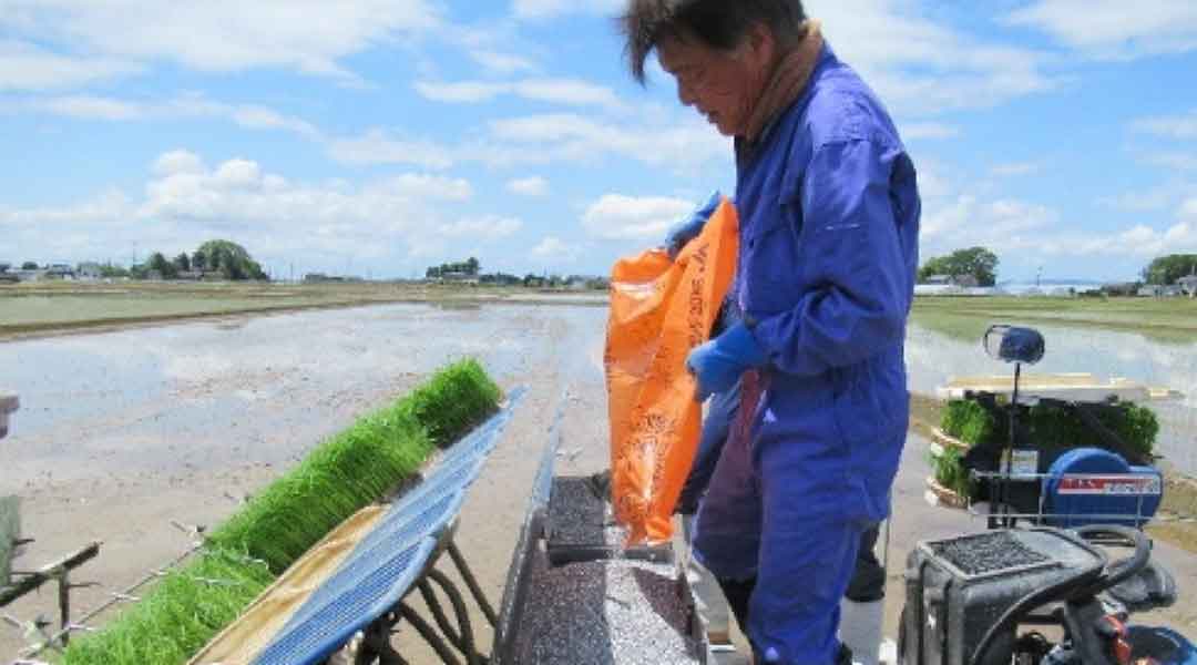 施肥量低減、肥効. 調節型肥料:側条施肥 5/3~5/25