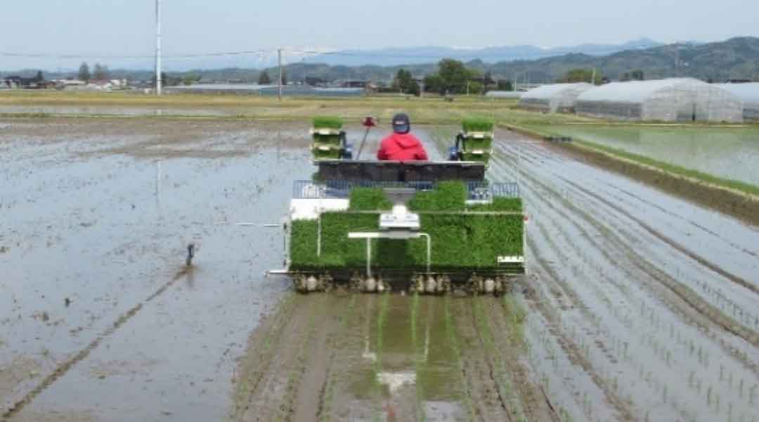 施肥量低減、肥効. 調節型肥料:側条施肥 5/3~5/25