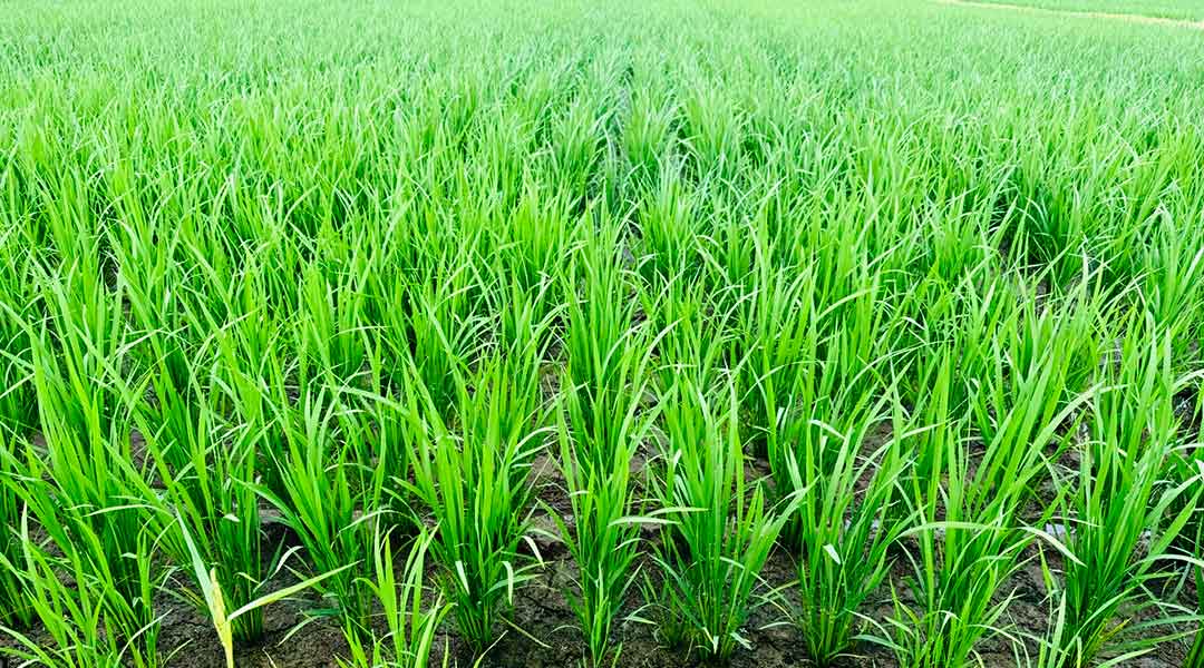 長期中干し、メタンの発生量の低減 6/6~