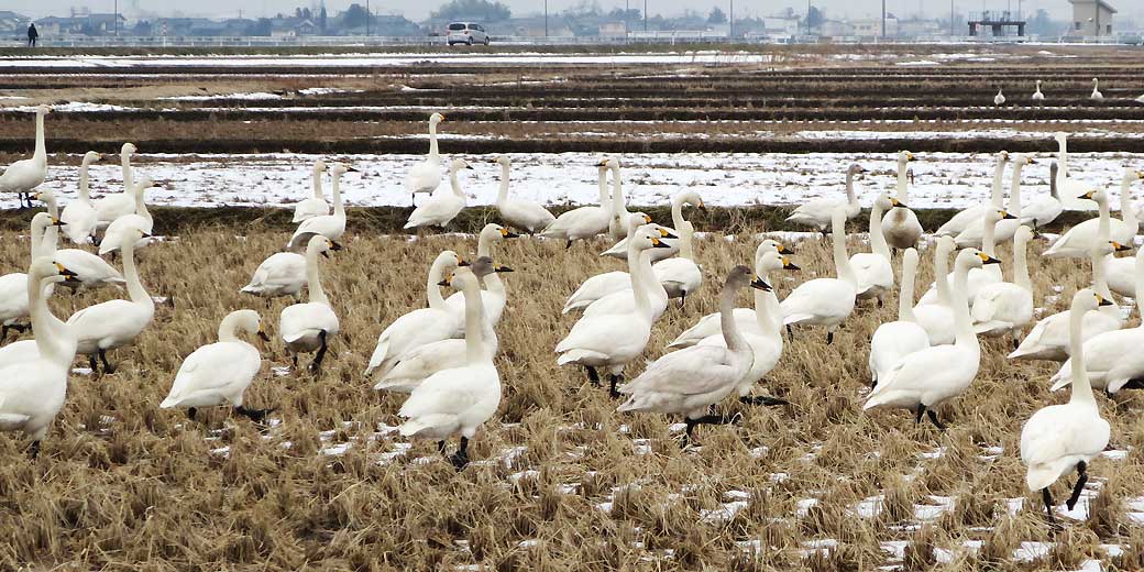 田んぼに飛来した白鳥たち