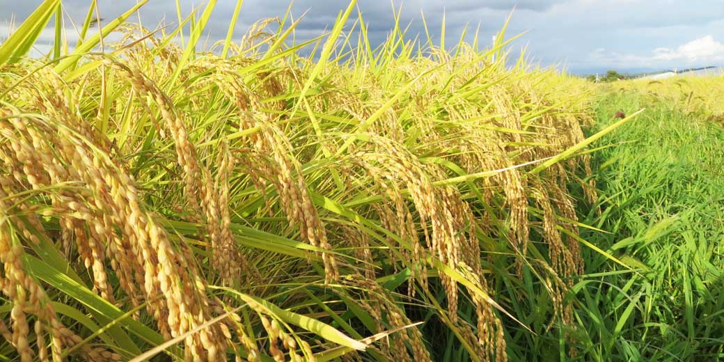 ファーム菱潟の稲穂